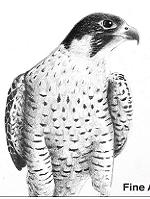 صورة العضو الرمزية