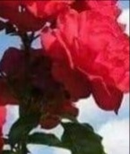 صورة العضو الرمزية