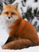 صورة العضو الرمزية