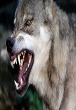 صورة العضو الرمزية