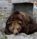 صورة العضو الرمزية