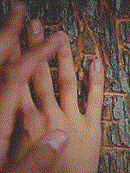 صورة العضو الرمزية