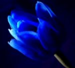 صورة العضو الرمزية